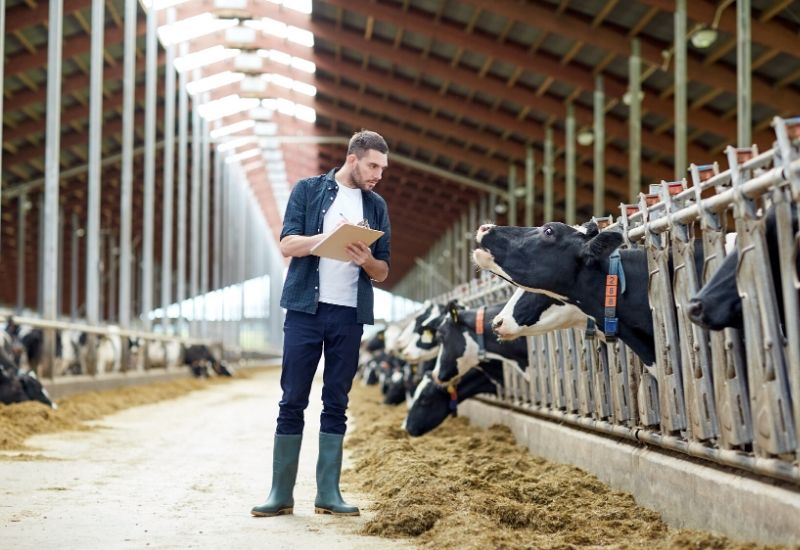 Kesalahan Tata Letak Peternakan