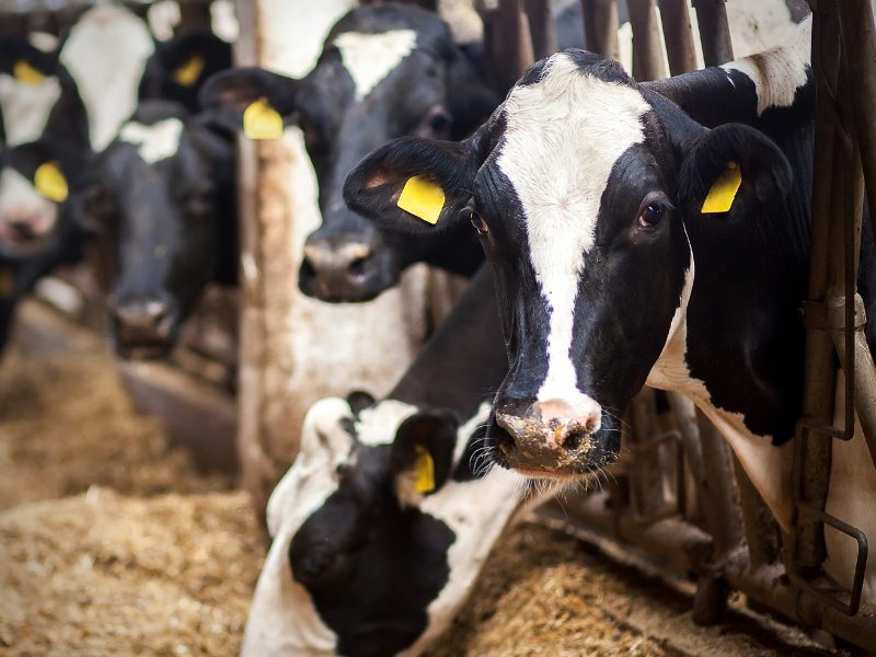 Produksi Susu Sapi Baru Melahirkan